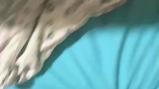 丝袜